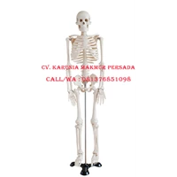 Human Skeleton Educational Teaching Aid