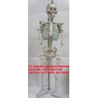 Children Human Skeleton Educational Teaching Aids - Child Skeletal Torso 1