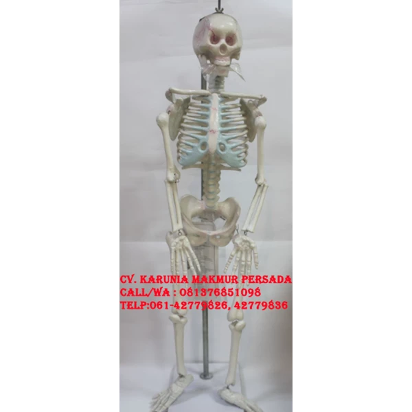 Children Human Skeleton Educational Teaching Aids - Child Skeletal Torso