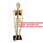Large Human Skeleton - Biology Science Educational Aids 1