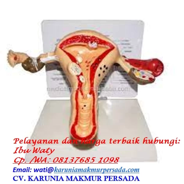 Model of Female Reproductive Organs for Biological Studies