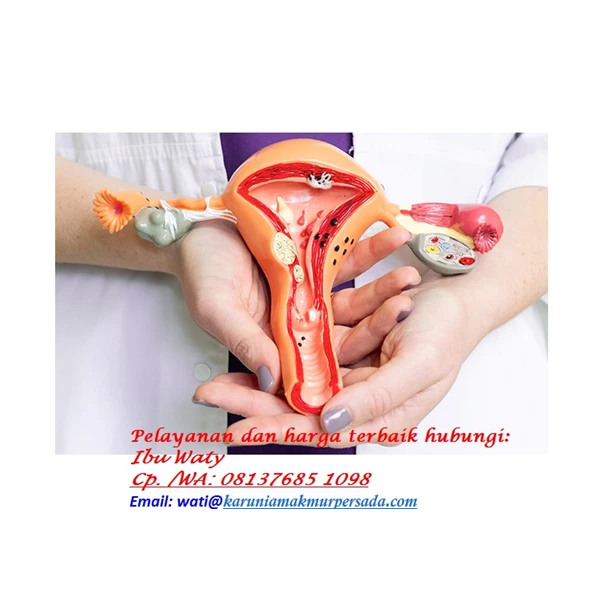 Model of Female Reproductive Organs for Biological Studies