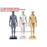 Manekin Alat Peraga 30 cm Human Body Muscle Resin Statue Sculpture Alat Peraga Pendidikan