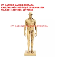 Manekin Alat Peraga Pendidikan Patung Resin Otot Tubuh Manusia 30 cm