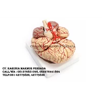 Manekin Alat Peraga Pendidikan Model Anatomi Otak Manusia 1 : 1 Life Size Human
