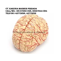 Alat Peraga Pendidikan Model Anatomi Otak Manusia