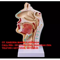 Manekin Alat Peraga Pendidikan Model Anatomi Rongga Hidung Tenggorokan Nasal