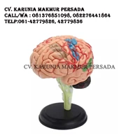 4D Disassembled Anatomical Human Brain Model School Educational Anatom - Alat Peraga Pendidikan