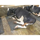 Black rubber rug for cows 2